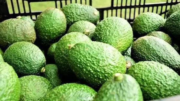 photo of optavia healthy fats - avocados