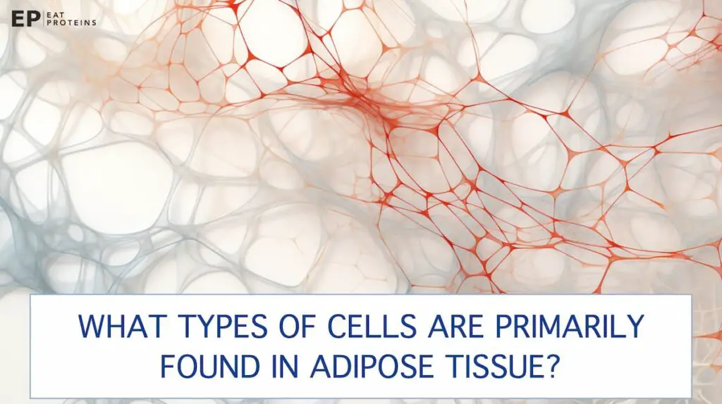 adipose tissue cells structure