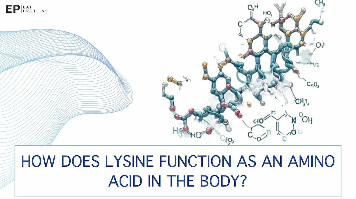 Lysine Definition, Function, and Sources