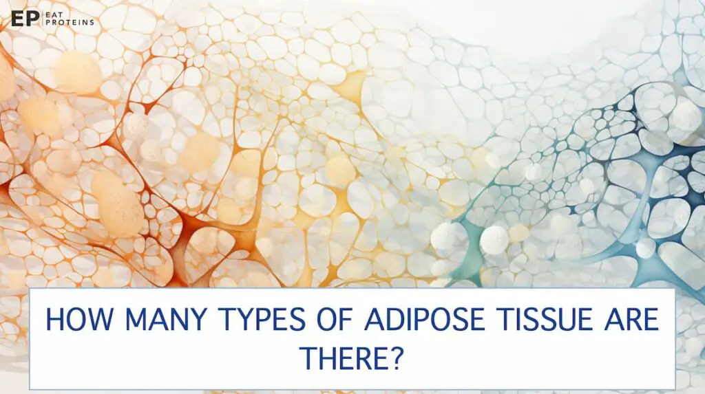 adipose tissue types